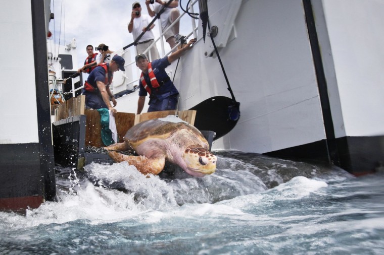 US Coast Guard members, Nolan Sherrill, left, and Andrew Kitchin work to release a 362 lbs Loggerhead sea turtle, believed to be around 15-years-old and named Atlas, back into the ocean 20-miles off the coast of Galveston, Thursday, July 14, 2011, in Galveston. The turtle was donated to Moody Gardens from a closing aquatic park in Ohio eight years ago.