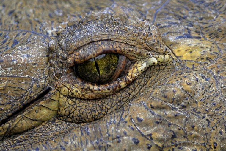 The eye of a crocodile (Crocodylus acutus) at the zoo in Cali, Valle del Cauca department, Colombia, on July 13, 2011.