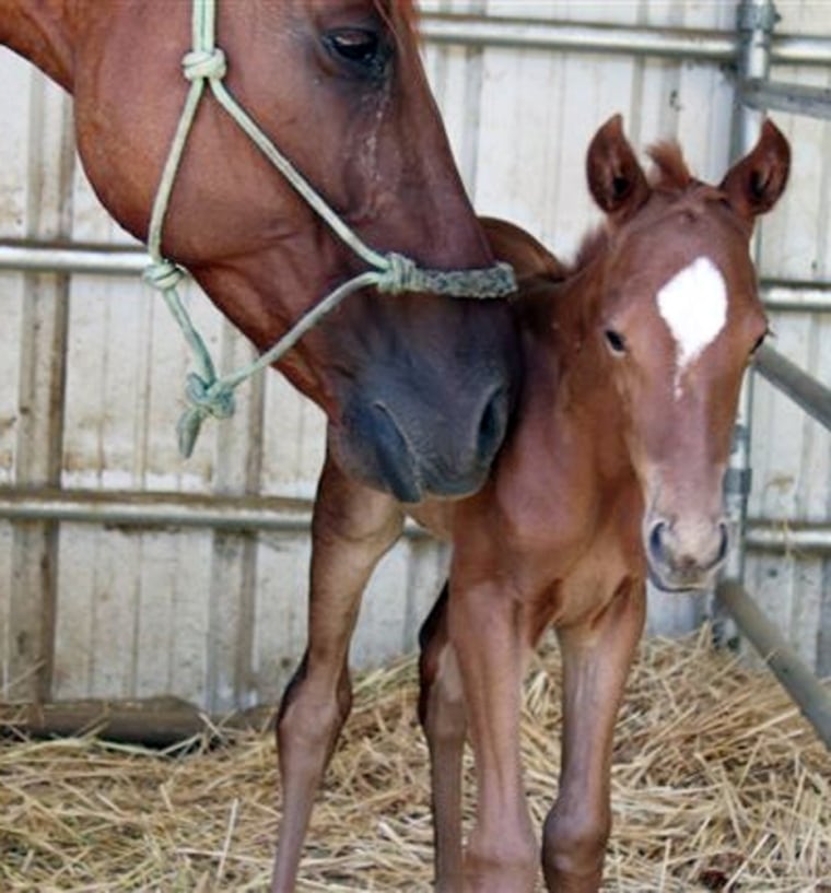 This undated image provided by the Los Angeles County Sheriff's Department shows Ladybug and her newborn, but yet unnamed, filly. Ladybug was adopted earlier this year by LA County Sheriff's Deputy John Hargraves, who later noticed the horse looked pregnant after recovering from a near-starved condition. Lady gave birth July 7, 2011. Hargraves has not come up with a name yet but is considering either 'Star' or 'Diamond.' In a few years, she may be John's primary horse for mounted enforcement work.