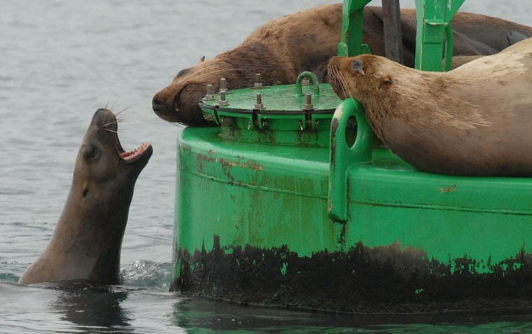 A Steller sea lion, also known as the northern sea lion, lobbies for some space on Buoy #9, a popular hangout in the Valdez Arm of Prince William Sound, Alaska.