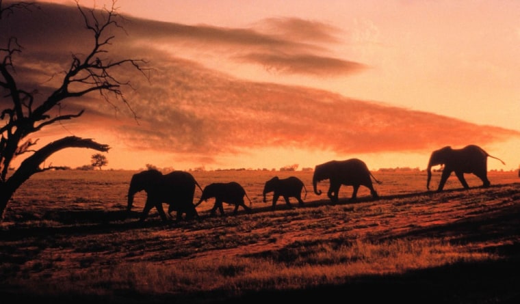 Although Mali's elephant population is relatively small, the country's parched climate means its elephants must continually search for drinking water.