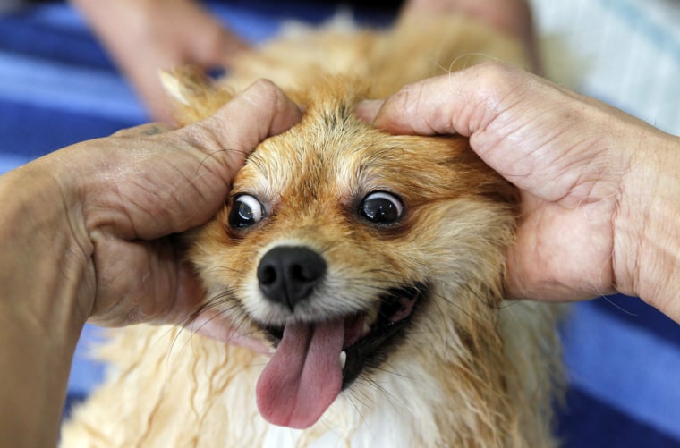 Pepito, a poodle, gets a massage at a dog spa in Cainta, Metro Manila July 19, 2011.
