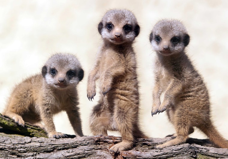 Three baby meerkats make their first appearance at the West Midland Safari Park in Worcestershire, England on July 15, 2011.