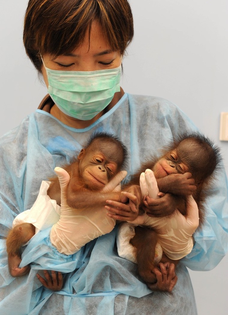 A Bornean orangutan girl (L) and boy (R), the offspring of father Vandu and mother Raba, born on July 8, are held in Hong Kong on July 12. The two are the first born at the city's zoo, but animal rights groups say the twins should be released into the wild, according to a report by the South China Morning Post on July 13.