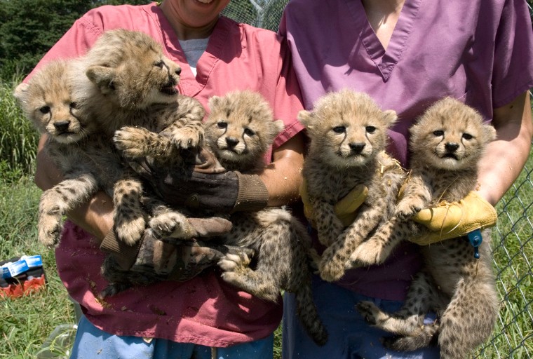 In this image released on July 13, by the Smithsonian Conservation Biology Institute, Smithsonian National Zoo veterinarians hold on July 12 five cheetah cubs born May 28 at the zoo's institute in Front Royal, Virginia. The cheetahs, during their first exam, were given a clean bill of health by veterinarians.