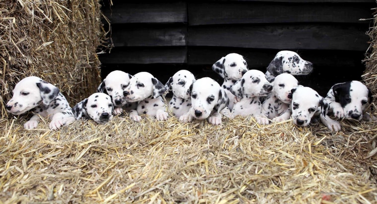 A Dalmatian named Milly, who herself was born in a huge and rare litter of 16 puppies, has proved lightning can strike twice after she also gave birth to 16 beautiful spotted pups six weeks ago on May 28. Milly's new arrivals were delivered at Newlands Veterinary Clinic in Ludlow, Shropshire. They are now being cared for at home by Lisa and Terry Elvins and their daughters in near Church Stretton, Shropshire, before they are all but one found new homes.