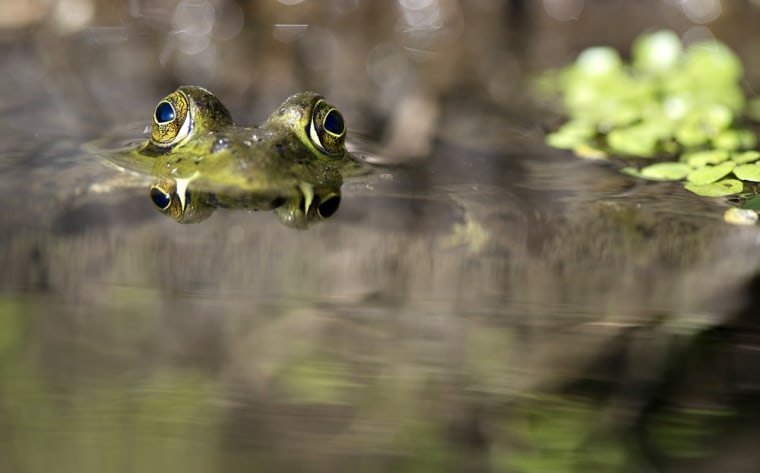 An American bullfrog floats in a roadside drainage ditch in rural Douglas County near Roseburg, Ore., on Friday, July 8, 2011.  In Oregon the American bullfrog, which is native to the eastern and central United States, is considered an invasive species.  Known for their voracious appetite, bullfrogs prey upon native turtles, frogs, fish and snakes.