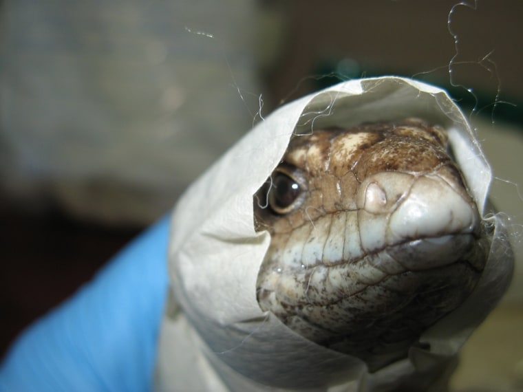 This Western Australian Department of Environment and Conservation handout photo received on June 30, shows a bobtail lizard (a member of the blue-tongue lizard family) after being taken out from the inside of a teddy bear. A Hong Kong couple have been arrested in Perth after being caught trying to smuggle bobtail lizards out of Australia by stuffing them inside teddy bears. Customs investigators said they had been monitoring the pair after intercepting six packages at the Perth mail centre over the last three months with teddy bears containing lizards inside.