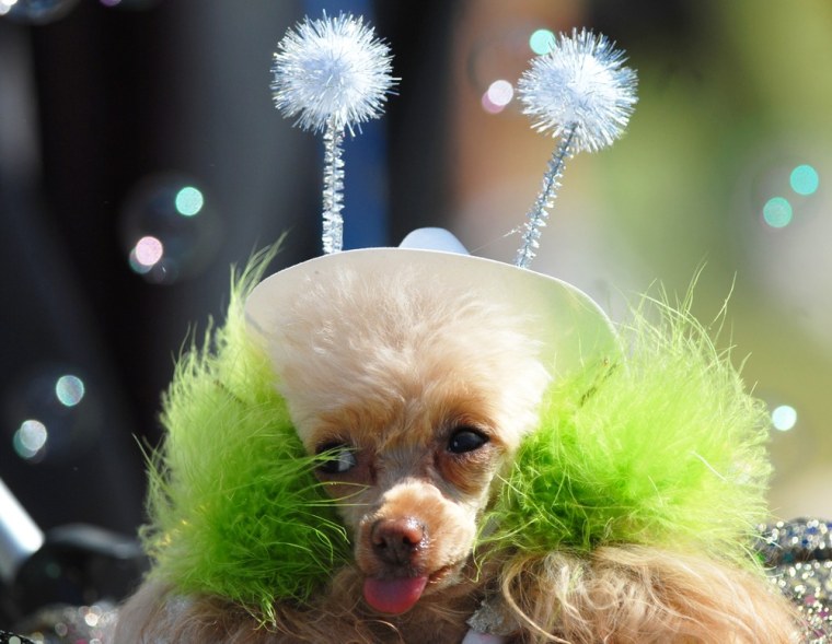 A dog named Sister prepares to compete in the 2011 UFO Festival Alien Pet Costume Contest on Saturday morning, July 2, at the Roswell Convention Center in Roswell, New Mexico.