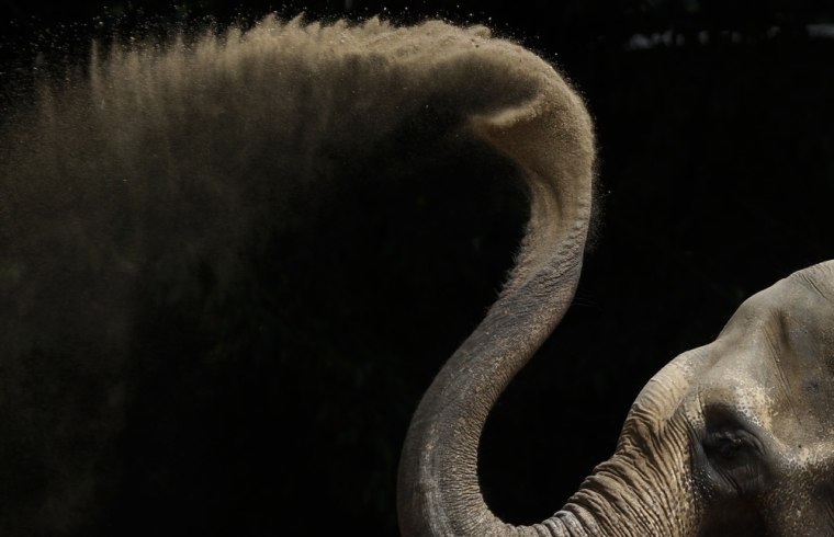 An Asian elephant dries off with some sand in his enclosure at the zoo in Karlsruhe, Germany on July 7, 2011.