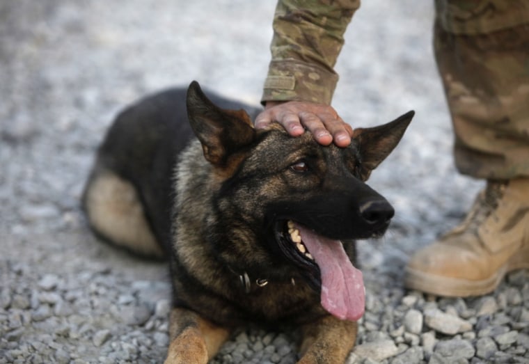 An American soldier pets 5-year-old Eggy, an explosives sniffing dog in Seprwan Ghar forward fire base Panjwai district of Kandahar province on June 26, 2011. The dog and his handler work in the Panjwai district of southern Kandahar province, long a Taliban stronghold. Both animals and handlers face the same dangers as the soldiers they work to protect.