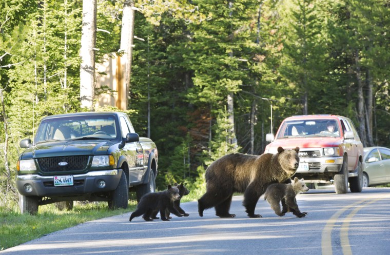 Grizzly bear No. 399 crosses a road in Grand Teton National Park, Wyo., with her three cubs. The bears are part of a family that's become a tourist attraction because of their frequent appearances near roads. Biologists speculate this behavior keeps at bay adult male bears, which sometimes kill cubs.