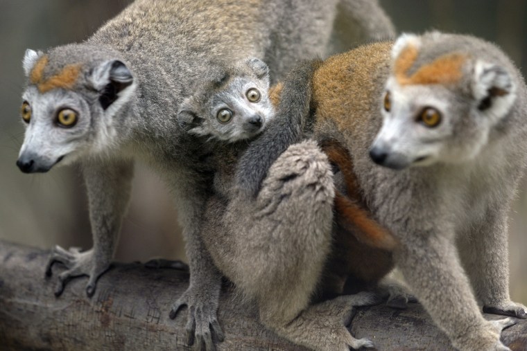A three-month-old Crowned lemur sits next to its mother in their enclosure on July 8, 2011 at the zoo in Mulhouse, northeastern France.