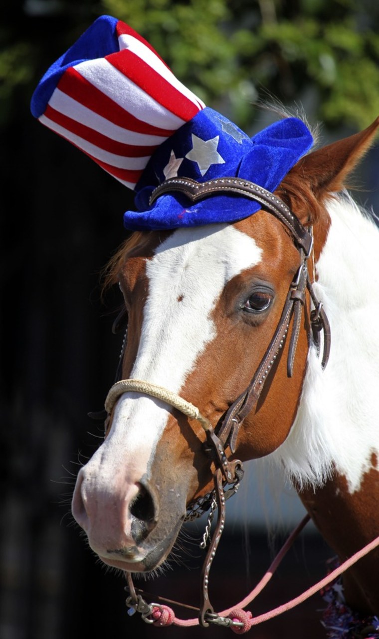 A horse sports a red white and blue hat while participating in a Fourth of July parade Monday, July 4, 2011, in Alameda, Calif.