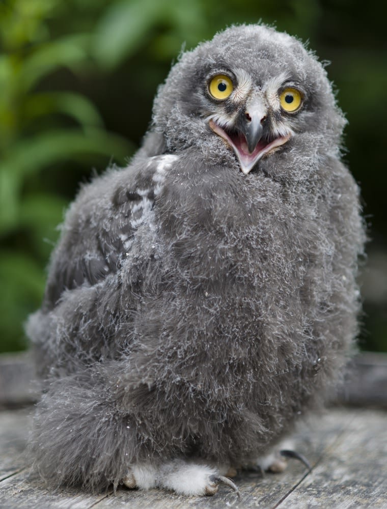 A snowy owl fledgling (Nyclea scandiaca), born a month ago, sits in his enclosure in the zoo of Hanover, northern Germany on Tuesday July 5, 2011.