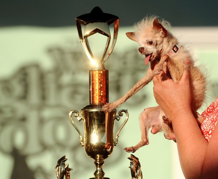 Yoda reaches out for her victory trophy after winning the 2011 World's Ugliest Dog Contest on Friday, June 24, 2011, in Petaluma, Calif. A 14-year-old Chinese Crested and Chihuahua mix, Yoda took home $1000 and a plethora of pet perks during the event at the Sonoma-Marin Fair.
