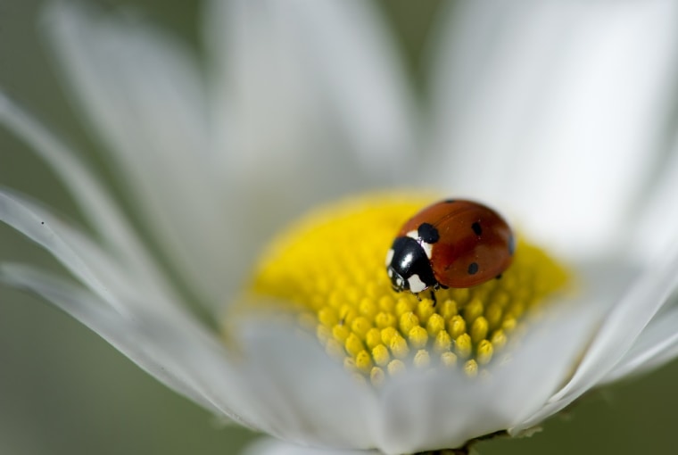 A ladybug climbs on a daisy blooming along Highway 138 near Sutherlin, Ore., on Monday, June 27, 2011. Thousands of wild daisies grow along the roadside in the area.