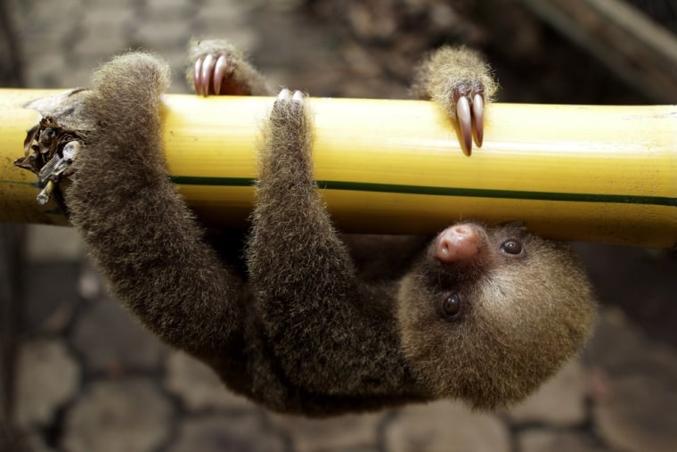 A Linnaeus two-toed sloth (Choloepus didactylus) is seen at a zoological park in Managua June 27, 2011. Nicaragua is hosting the first regional workshop of the Convention on International Trade in Endangered Species of Wild Fauna and Flora.