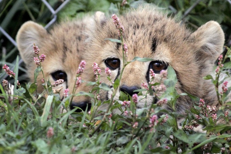 Two cheetah cubs peek through wild flowers at the Smithsonian Conservation Biology Institute in Front Royal, Va., Wednesday, Aug. 31. The five cubs in the litter are 13-weeks-old. When they mature the cubs will become part of a national breeding program for the endangered species.