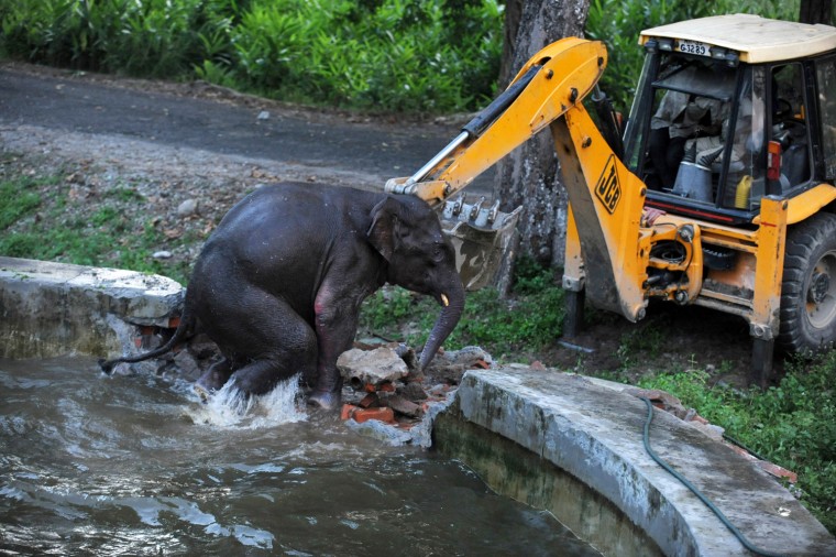 Indian army personnel use a backhoe during a rescue mission to save a wild elephant trapped in a water reservoir tank at Bengdubi army cantonment area some 25 kms from Siliguri on Tuesday, Aug. 30.