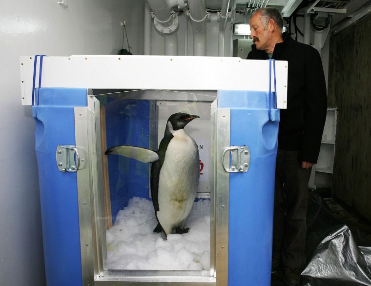 \"Happy Feet\" stands in his container next to Gareth Morgan, who helped fund the penguin's electronic tracking equipment, aboard NIWA's research vessel.