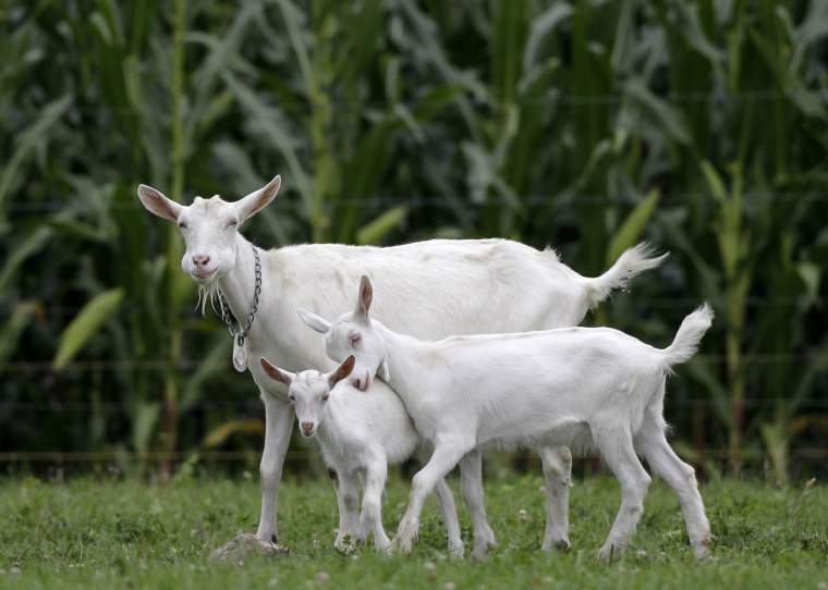 A goat walks with her two kids in a pasture next to a corn field in Middlefield, Ohio, Friday, Aug. 26.