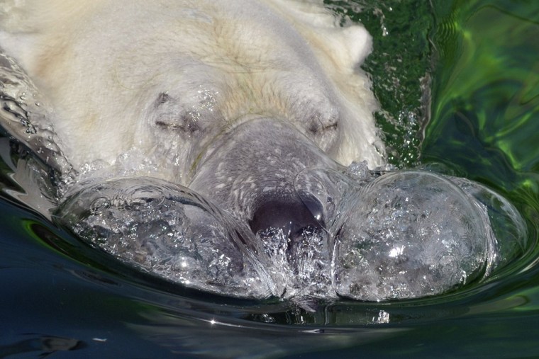 Budapest Zoo's 19 year-old polar bear Vitush blows bubbles as he swims in his pool.