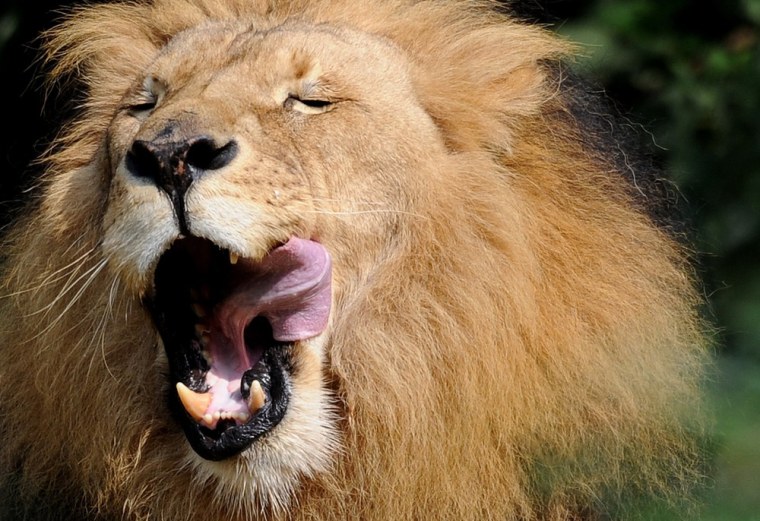 A lion yawns.
