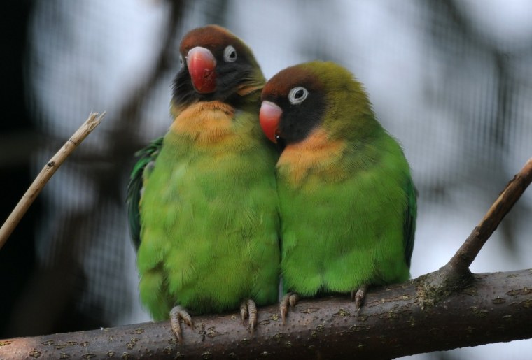 Two parrots sit.