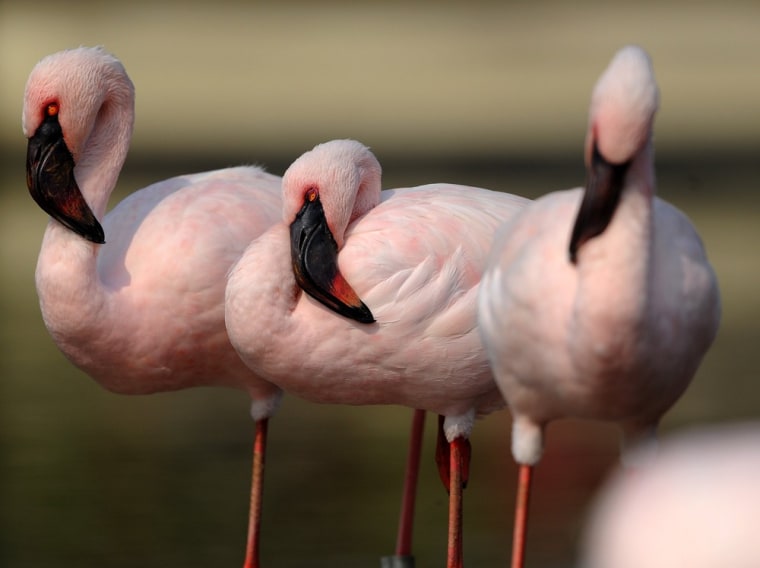 Flamingos stand in their enclosure.
