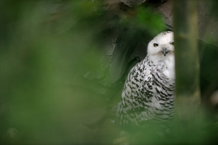 A snowy owl sits in its enclosure.