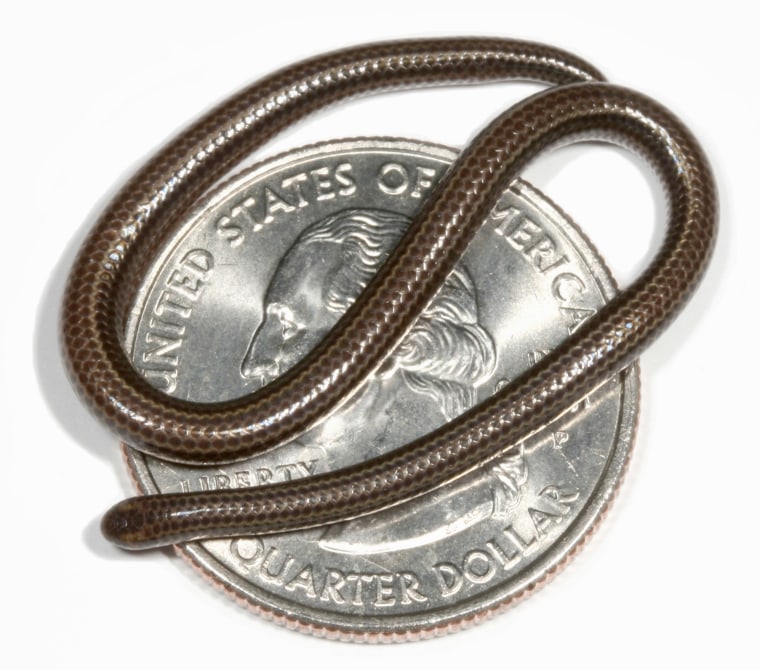 This undated photo provided by Penn State University Biology Prof. Blair Hedges shows a threadsnake, the smallest snake species currently known to exist, curled up on a quarter. The tiny snake, found in Barbados, is approximately 1000 mm long, lays one single long egg, and is the shortest of 3,000 species of snakes. Scientists now think there may be 8.8 million species on Earth, but nearly 7 million of them haven't been discovered yet because they're too small and hard to find. This threadsnake found as a new species in 2008 by Penn State University professor Blair Hedges in Barbados. It's the shortest snake in the world, measuring only four inches long.