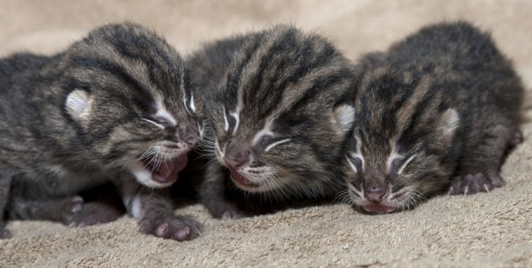 Super cute! Three endangered Asian fishing cats born at zoo