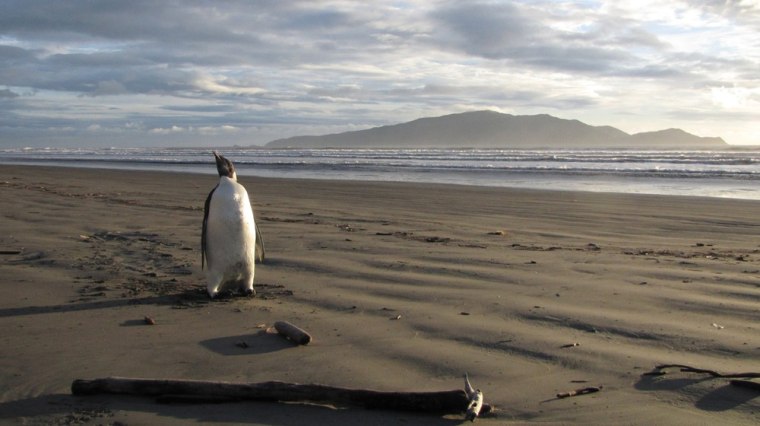 This file handout photo taken on June 20, 2011 shows an emperor penguin that washed up lost on a New Zealand beach more than 1,900 miles from its Antarctic home, and was taken to Wellington Zoo on June 24, 2011, after its health deteriorated.