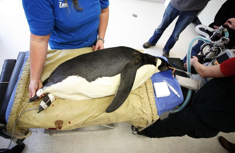 \"Happy Feet\" the emperor penguin that washed up on the Kapiti Coast recovers after undergoing a medical examination at Wellington Zoo on June 29, 2011 in Wellington, New Zealand.