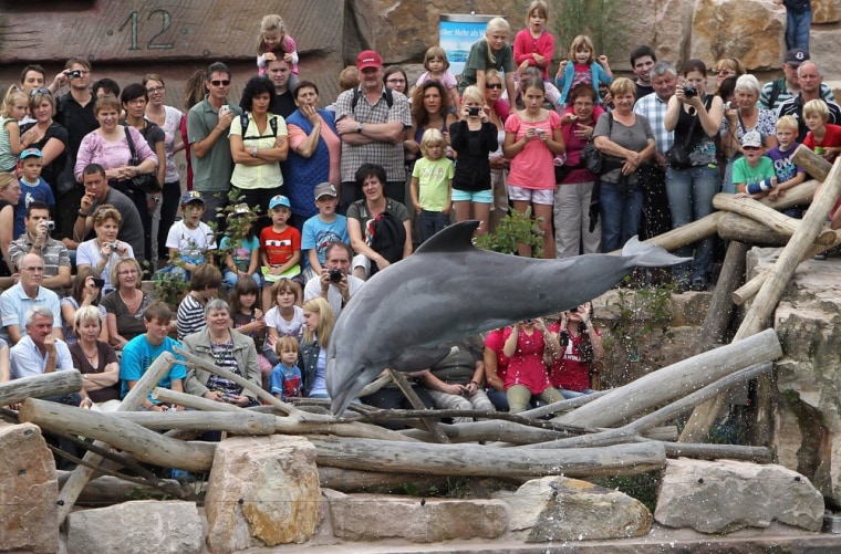 A dolphin jumps in front of numerous visitors during a show at the new dolphin lagoon at the zoo.