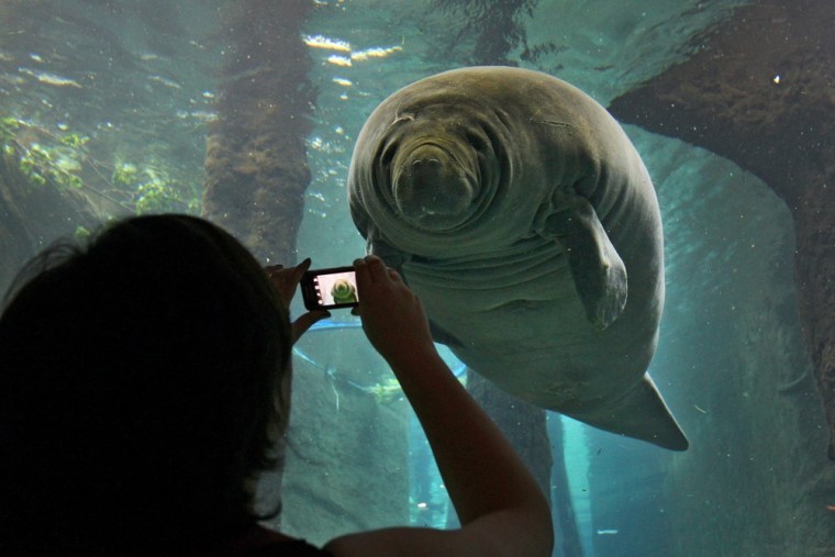 A visitor takes a photo of a manatee through the window of the new dolphin lagoon at the zoo in Nuremberg, Germany,