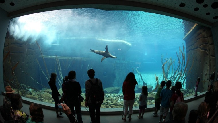 Visitors look at a sea lion swimming through its aquarium on August 16, 2011 at the Tiergarten Zoo in Nuremberg, Germany.
