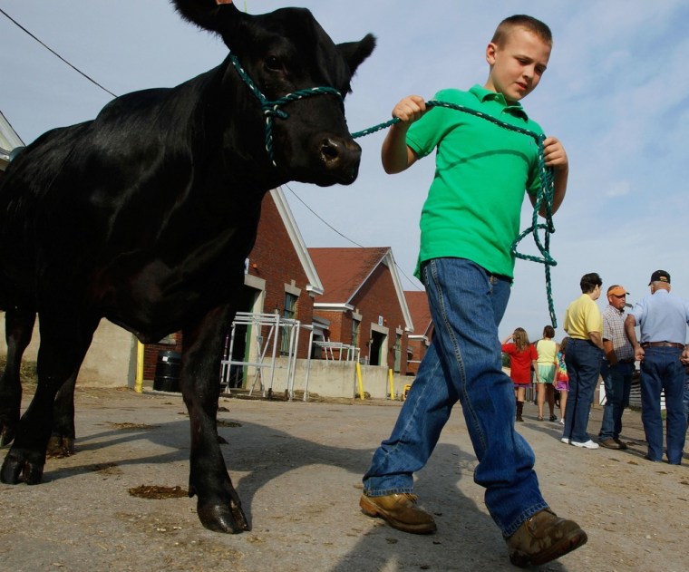 Eric Schafer, 9, of Owaneco, Ill., walks his Angus heifer to the barn before the competition began on Friday Aug 12, 2011 at the Illinois State Fairgrounds in Springfield, Ill.