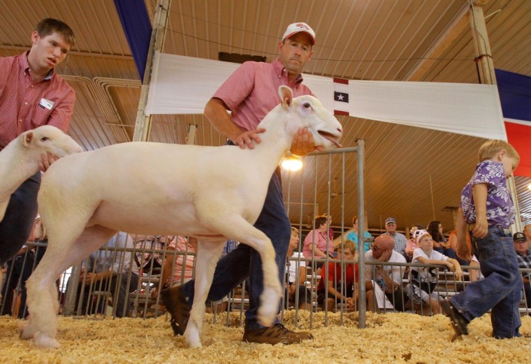 Michael Poe and Troy Doty of Morrsitown, In., compete in the Dorset ewe lamb competition.