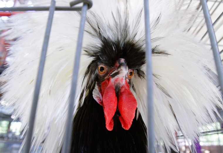 A Polish Crested rooster is displayed after the competition Monday, Aug 15, 2011.
