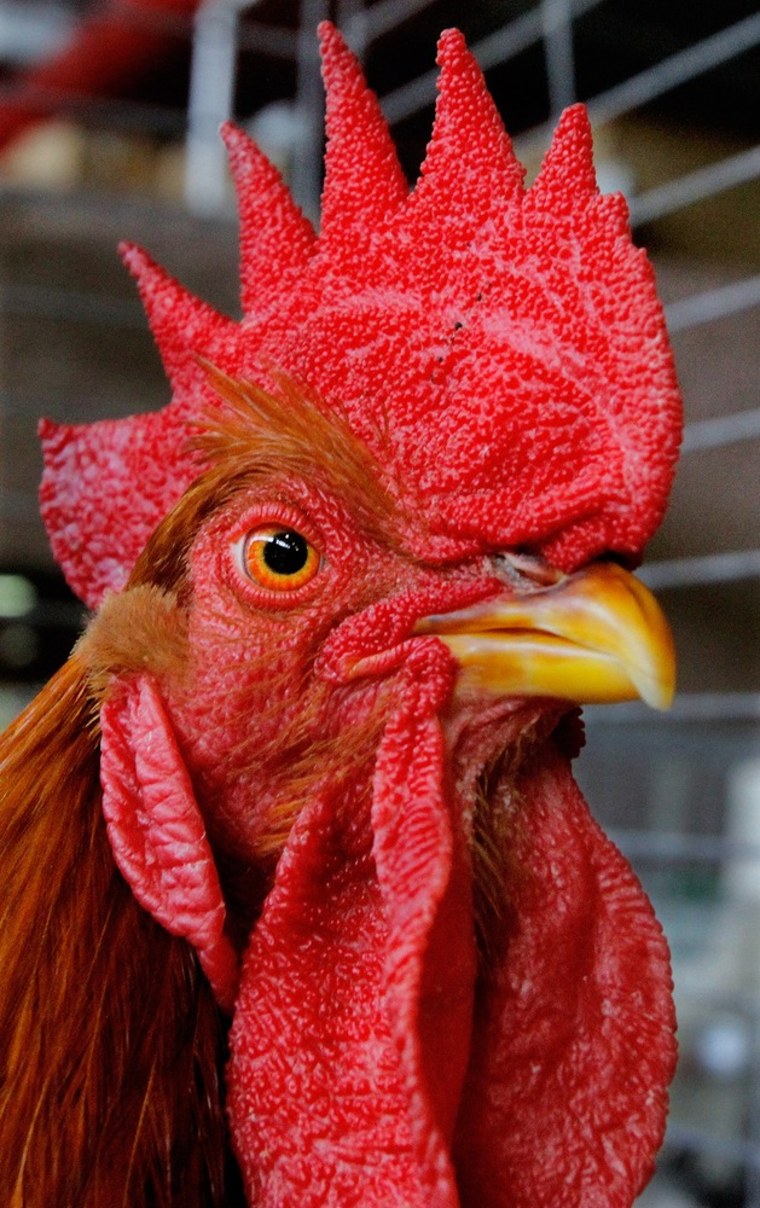 A New Hampshire rooster is displayed after the competition on Aug 15, 2011.