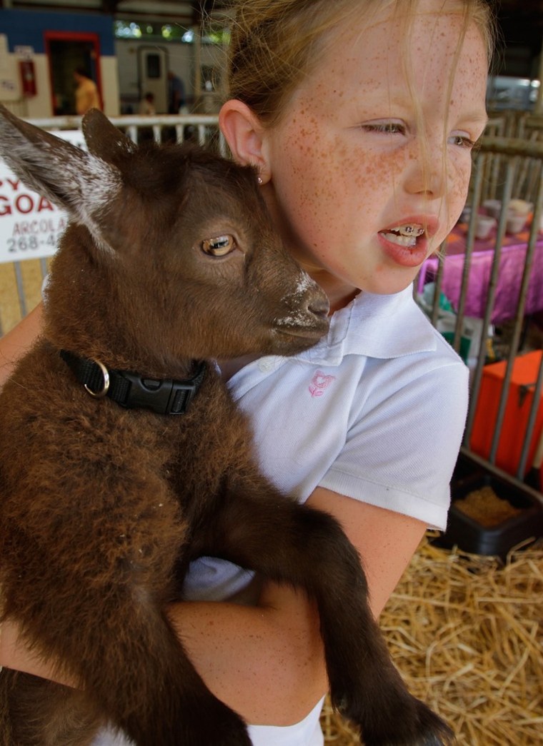 Delaney Melton, 8, of Arcola, Ill., shows off her Pygmy goat before competition Monday on Aug 15, 2011 at the Illinois State Fairgrounds in Springfield, Ill.