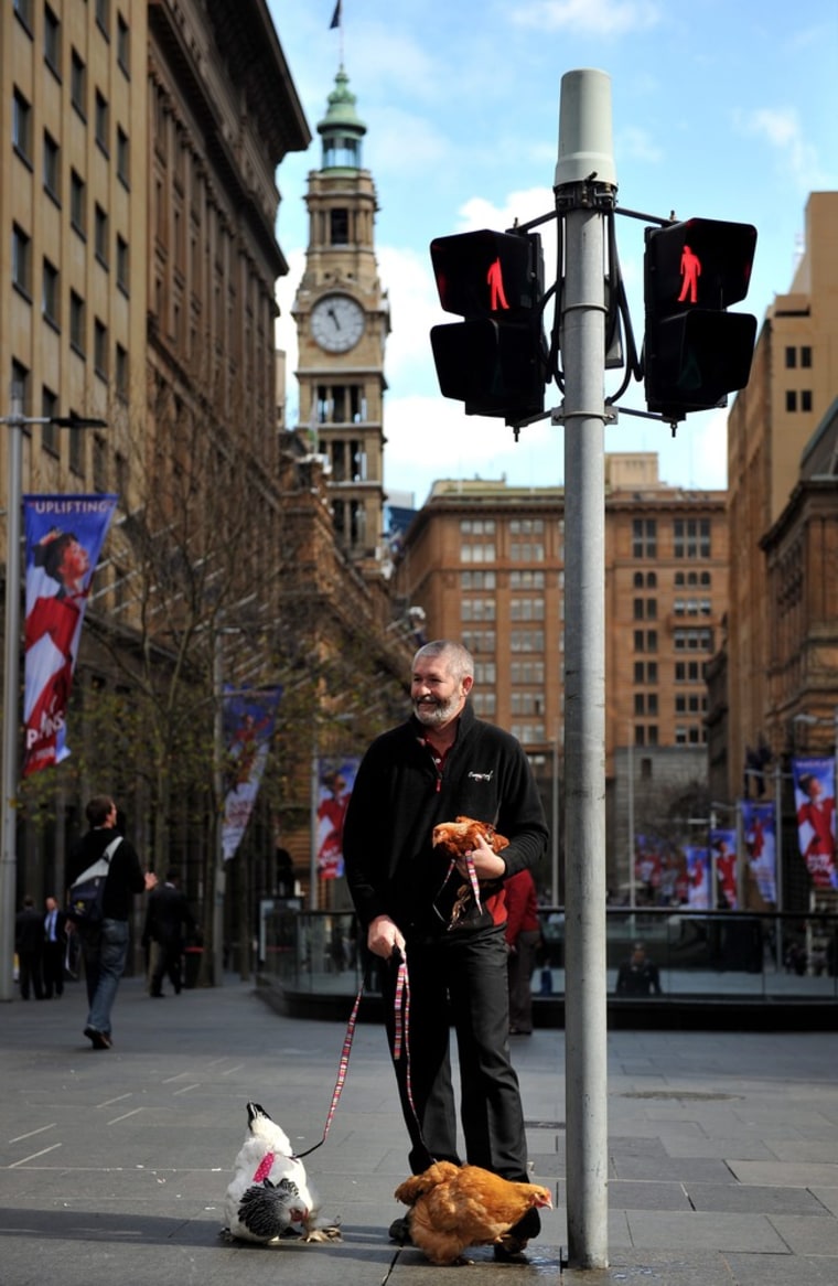 John Huntington poses with his chickens in Sydney, Australia, on August 15, 2011.