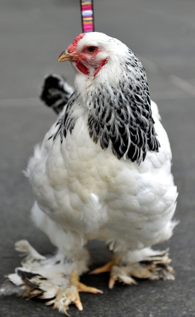 One of John Huntington's chickens poses on a leash in Sydney, Australia, on August 15, 2011.