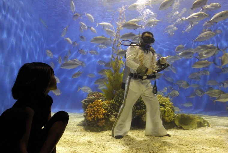 A visitor watches as a professional diver dressed up as Elvis Presley inside an aquarium of the Ocean Park in Manila on August 15, 2011.