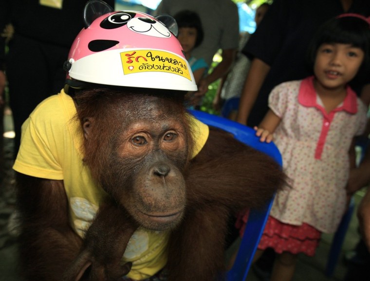 Orangutans ride bikes to raise awareness of road safety