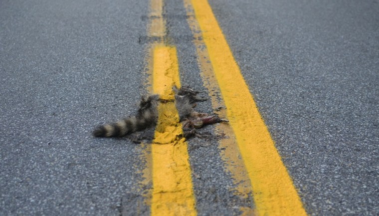 Pennsylvania road crew paints yellow line over dead raccoon