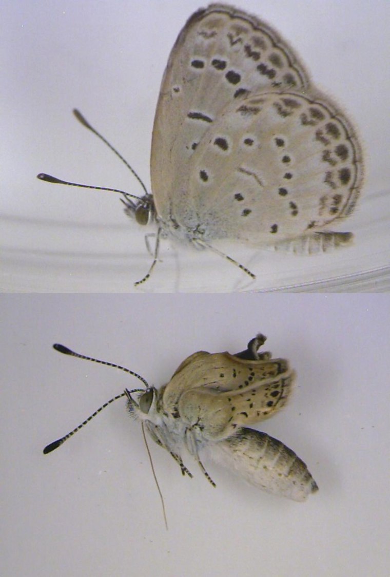 This handout photo, released Tuesday, shows a healthy adult pale grass blue butterfly (top) and a mutated variety (bottom). Severe mutations were found in butterflies collected near Japan's Fukushima Daiichi nuclear power plant.
