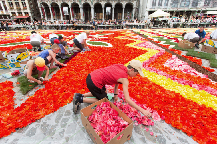 Volunteers lay down Begonias to make the giant flower carpet, at the Grand Place in Brussels, Belgium, on Aug. 14. The biennial flower carpet is made of thousands of Begonias and takes place during 4 days.